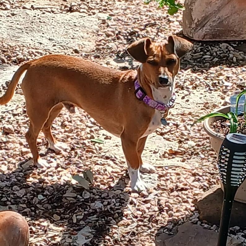 Arnie, Adoptable, Young Male Dachshund & Mixed Breed.