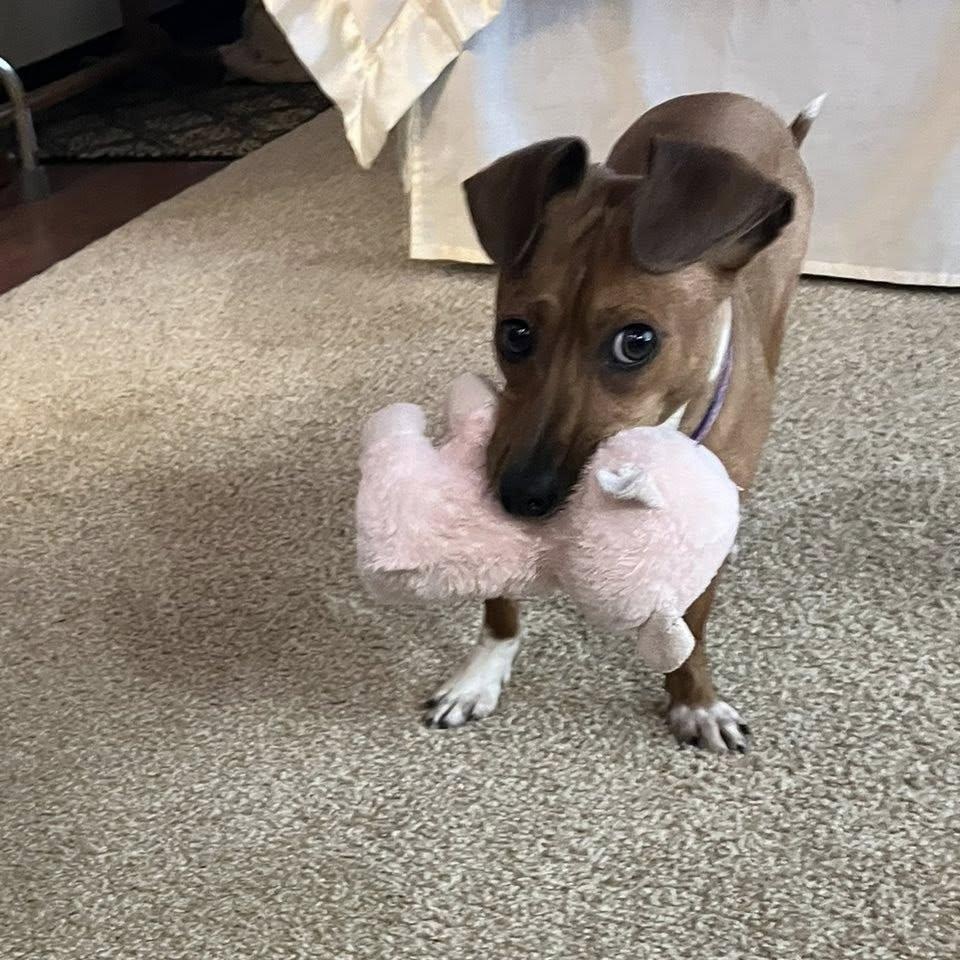 Arnie, Adoptable, Young Male Dachshund & Mixed Breed.