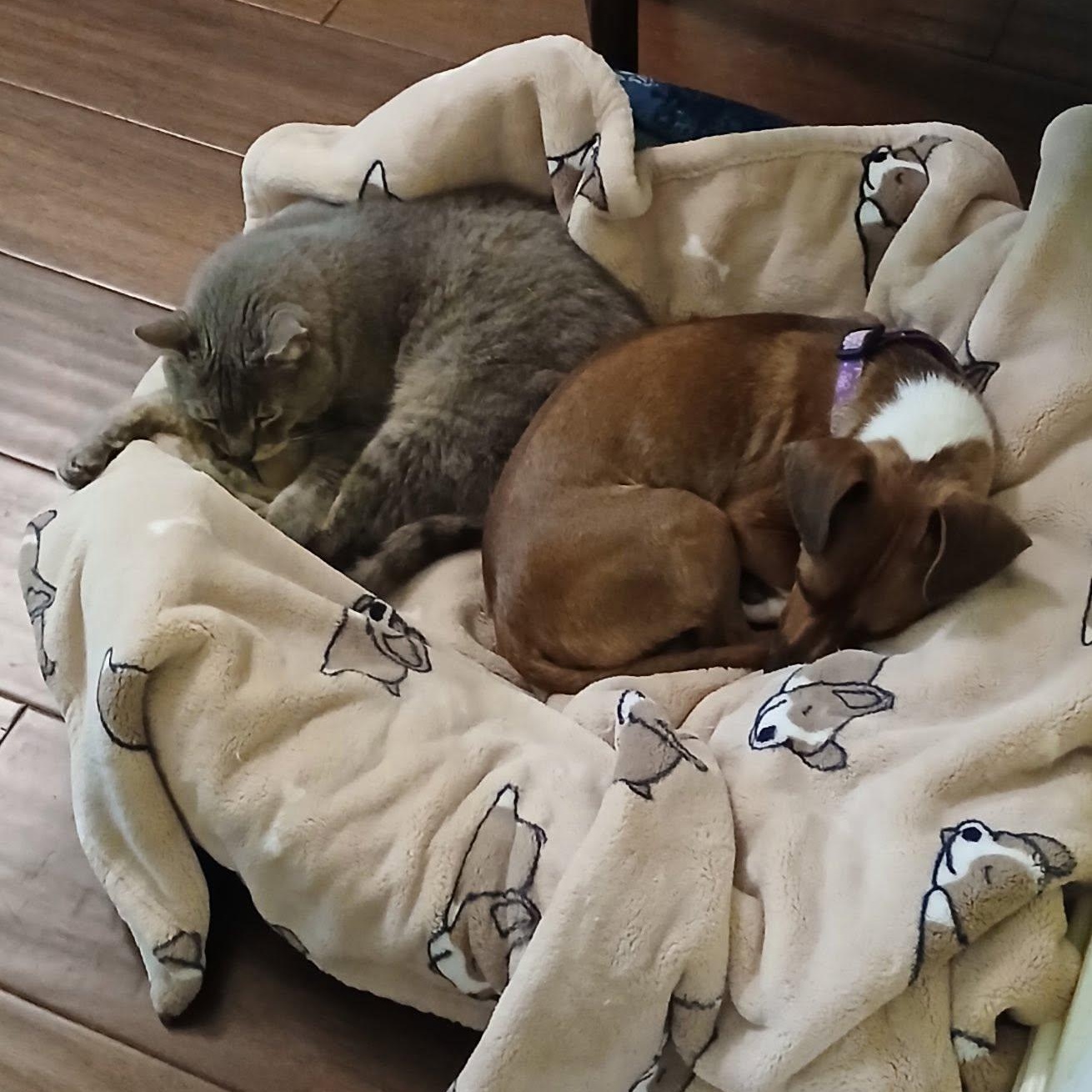 Arnie, a Adoptable mixed breed in Portland, OR image 5/6