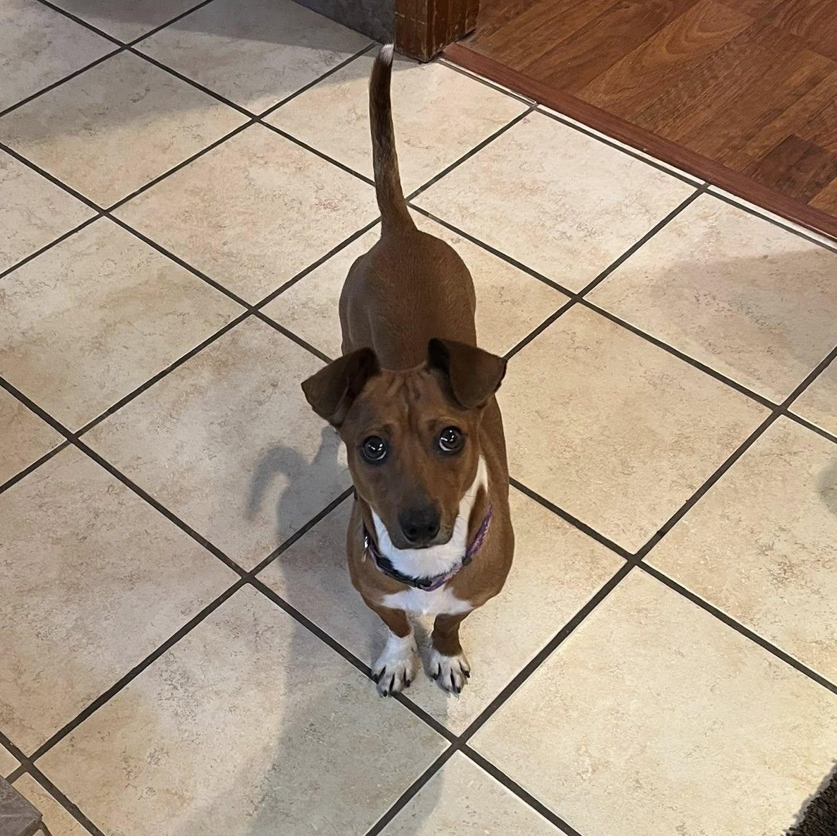 Enlarge Arnie, a Adoptable mixed breed in Portland, OR image 4/6