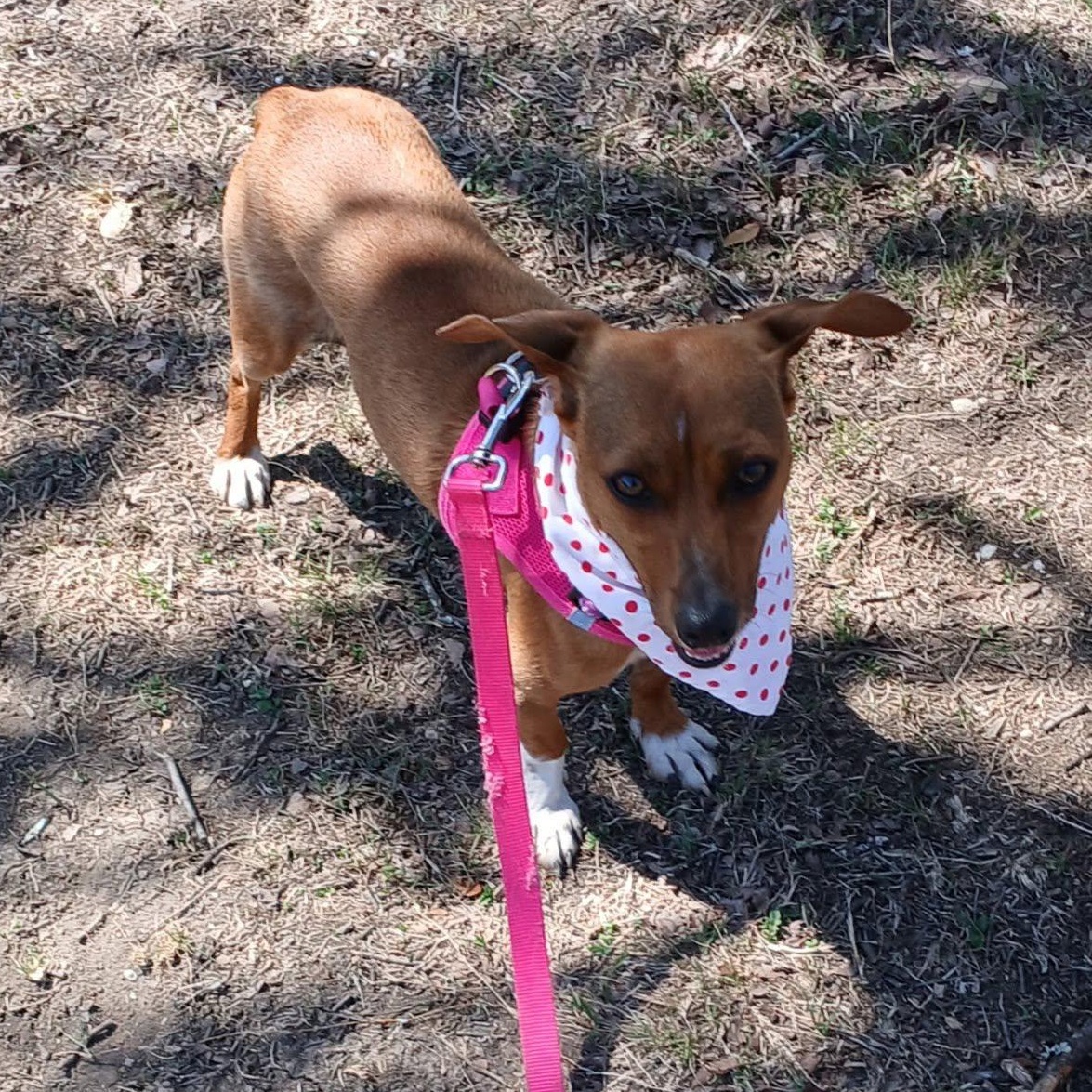 Arnie, a Adoptable mixed breed in Portland, OR image 3/6
