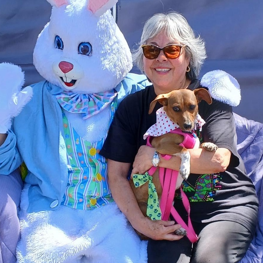 Arnie, Adoptable, Young Male Jack Russell Terrier & Mixed Breed.