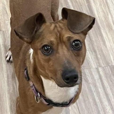 Arnie, Adoptable, Young Male Jack Russell Terrier & Mixed Breed.