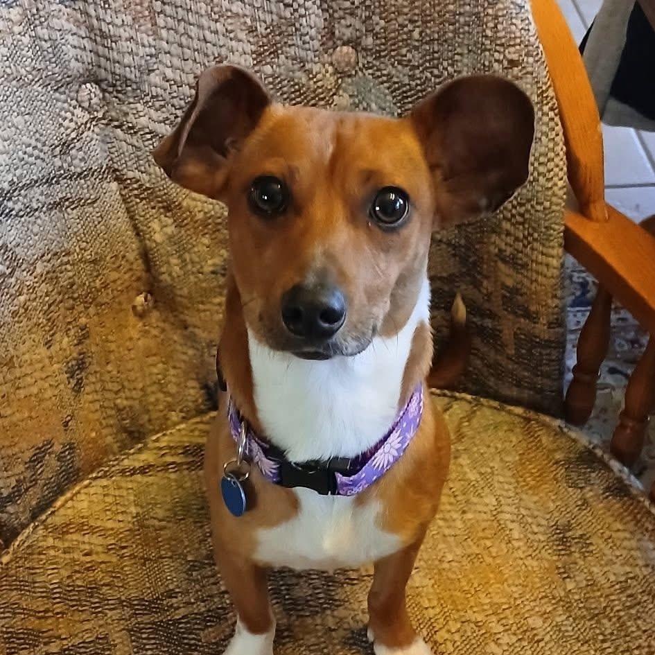 Arnie, a Adoptable mixed breed in Portland, OR image 1/6