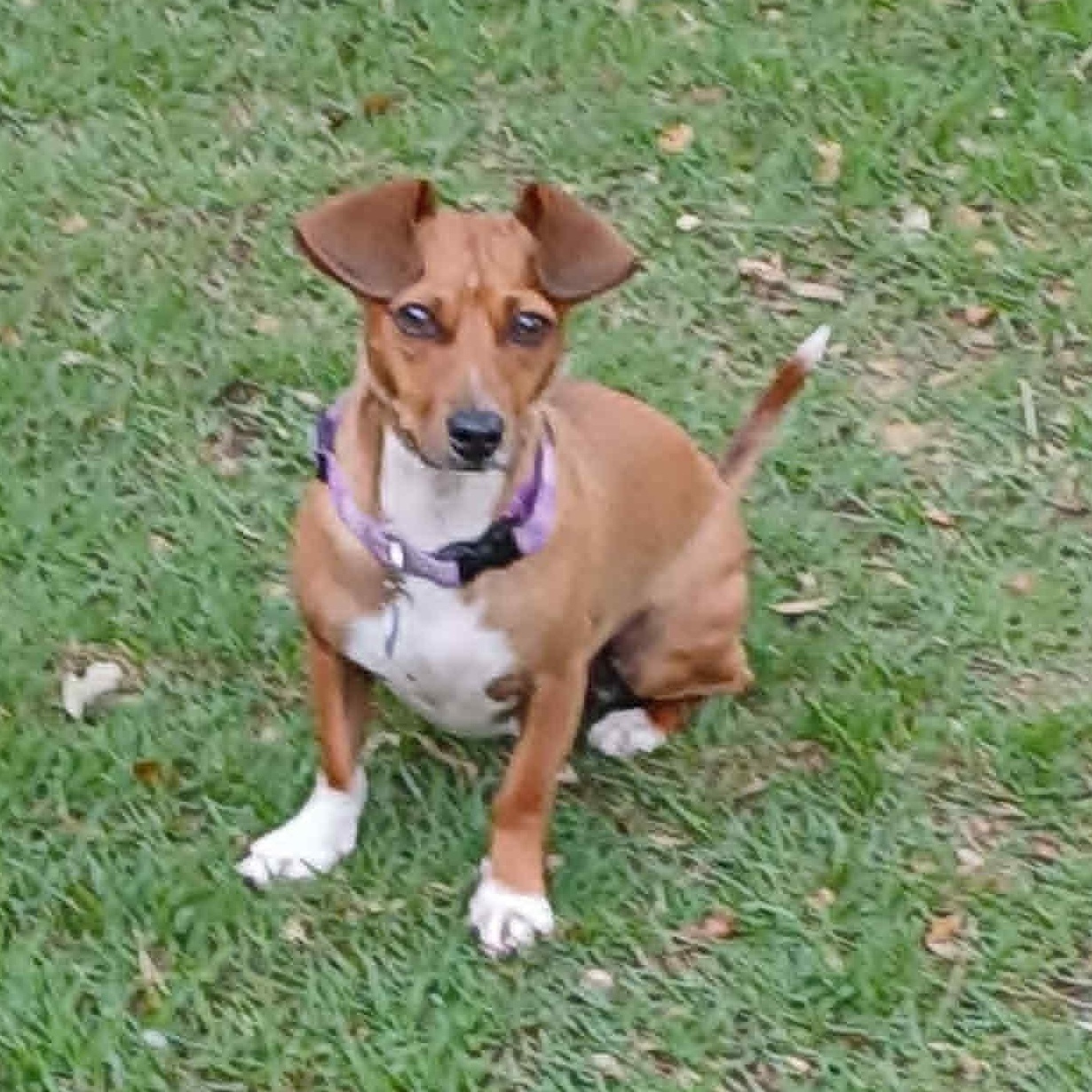 Arnie, Adoptable, Young Male Jack Russell Terrier & Mixed Breed.
