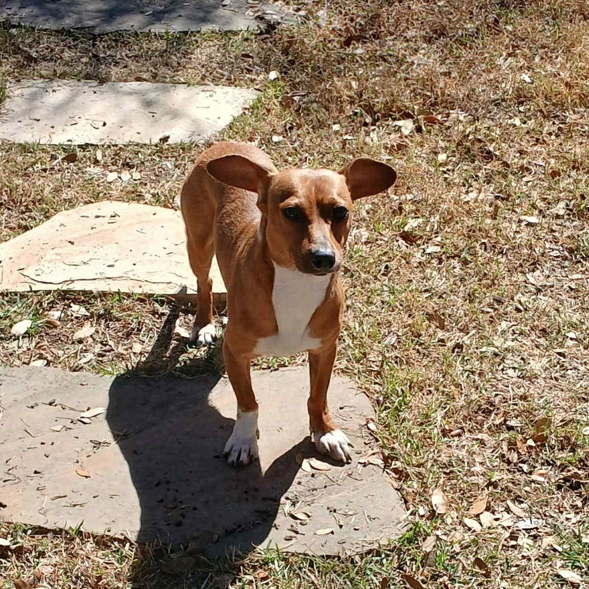 Arnie, a Adoptable mixed breed in Portland, OR image 6/6