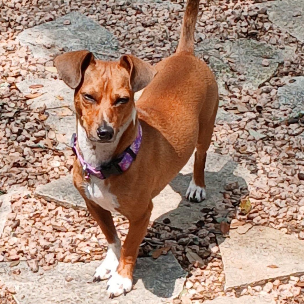 Arnie, a Adoptable mixed breed in Portland, OR image 6/6