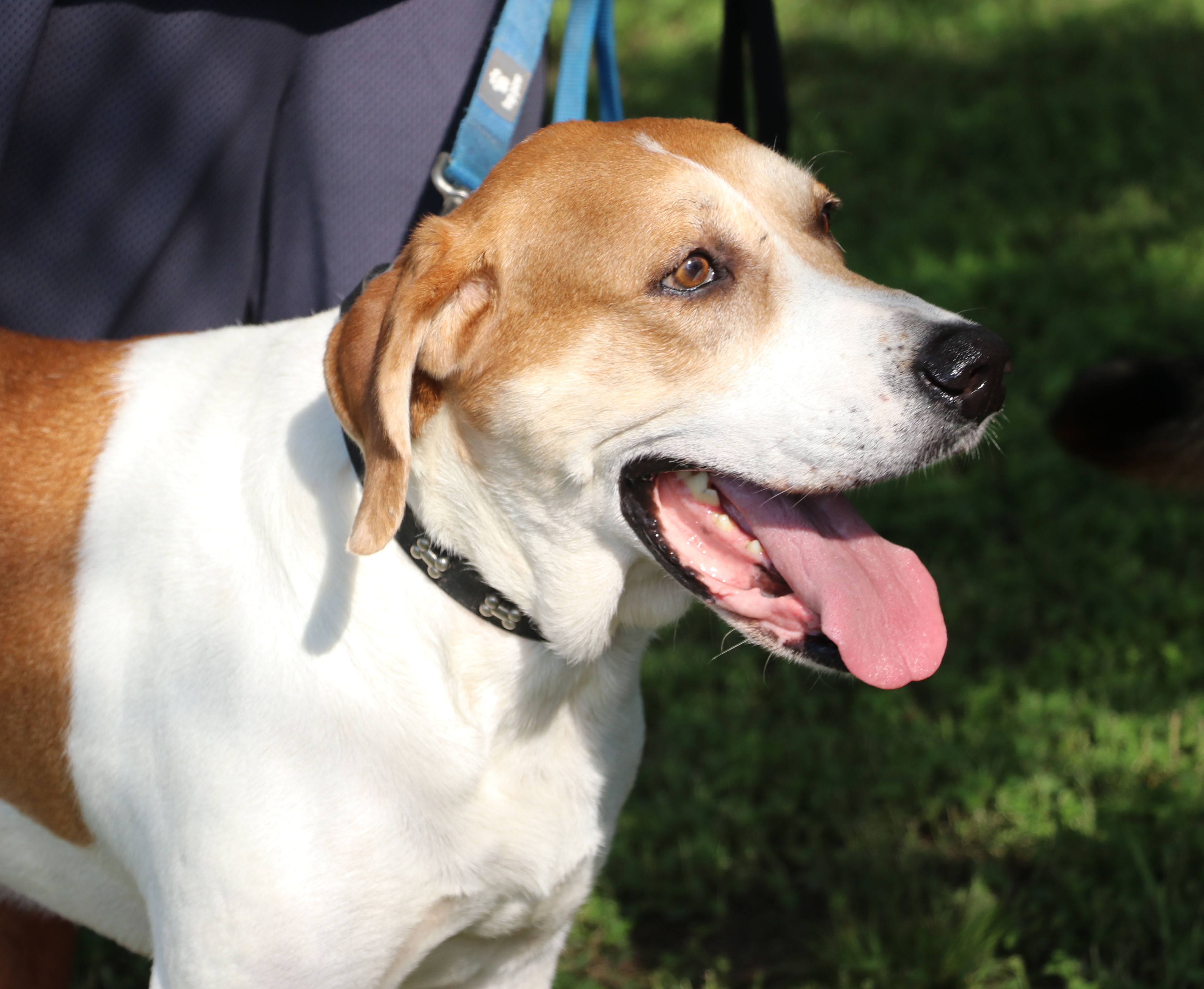 Enlarge Napoleon, a Adoptable mixed breed in Pflugerville, TX image 9/12