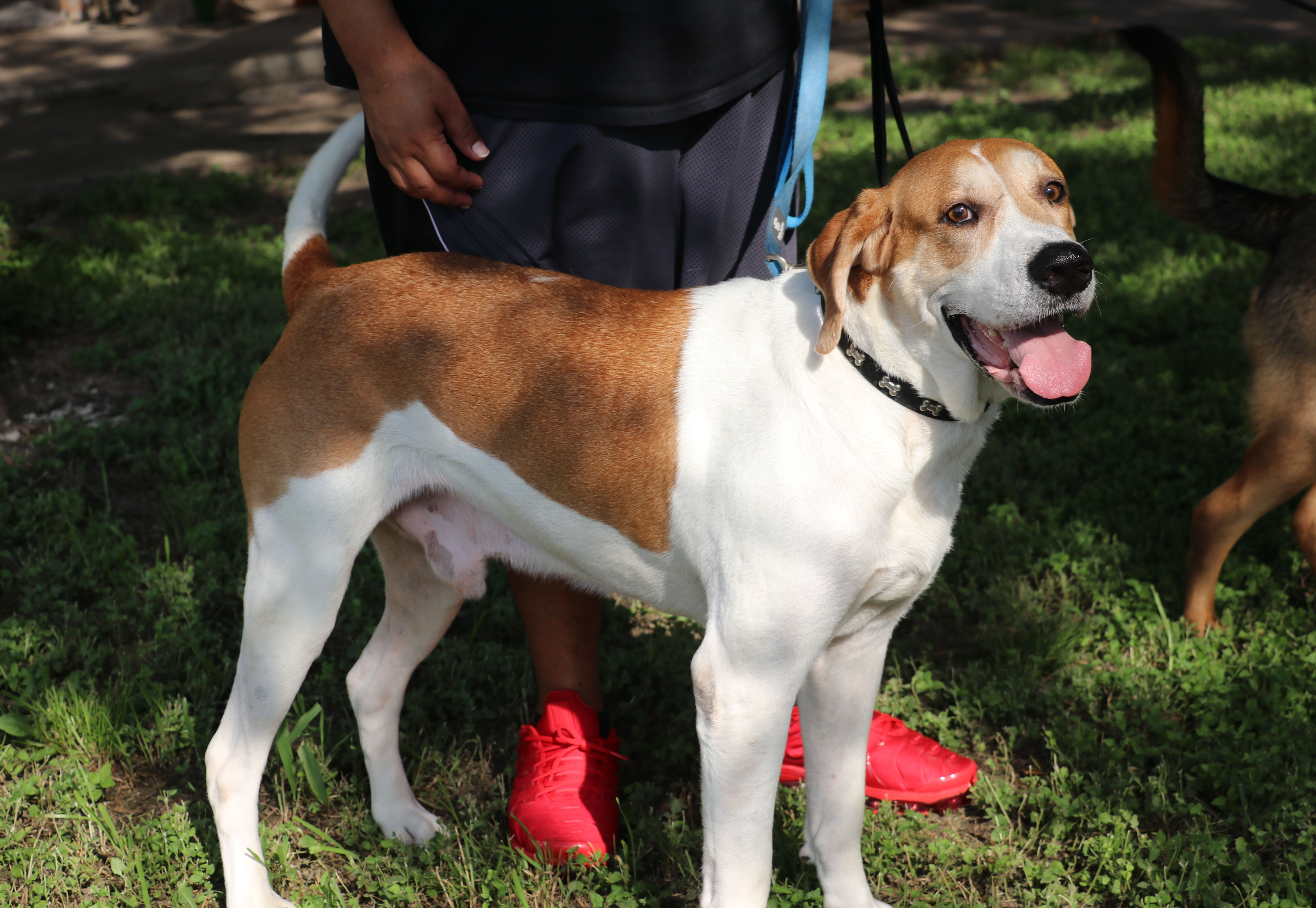 Enlarge Napoleon, a Adoptable mixed breed in Pflugerville, TX image 1/12