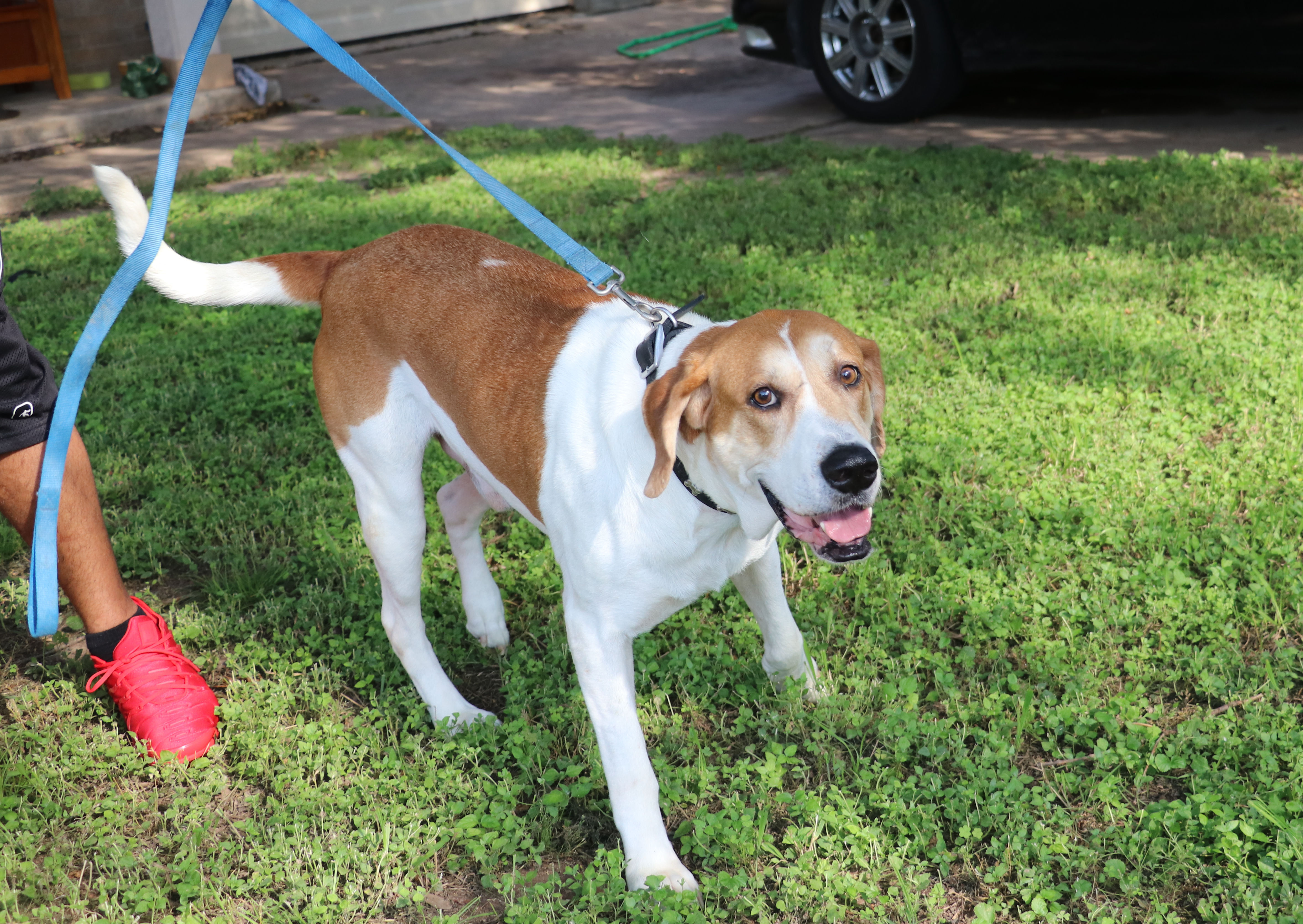 Enlarge Napoleon, a Adoptable mixed breed in Pflugerville, TX image 8/12