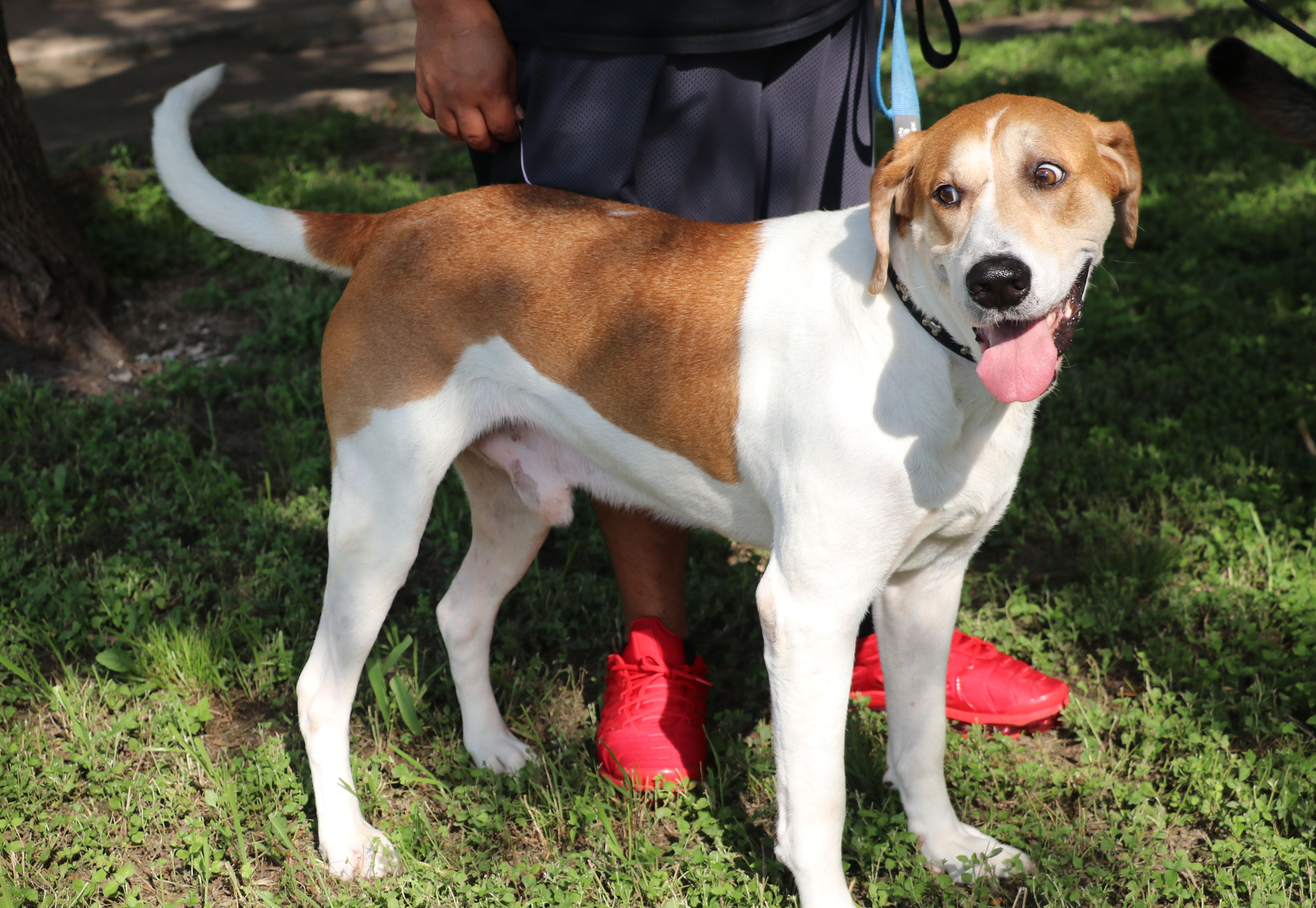 Enlarge Napoleon, a Adoptable mixed breed in Pflugerville, TX image 10/12