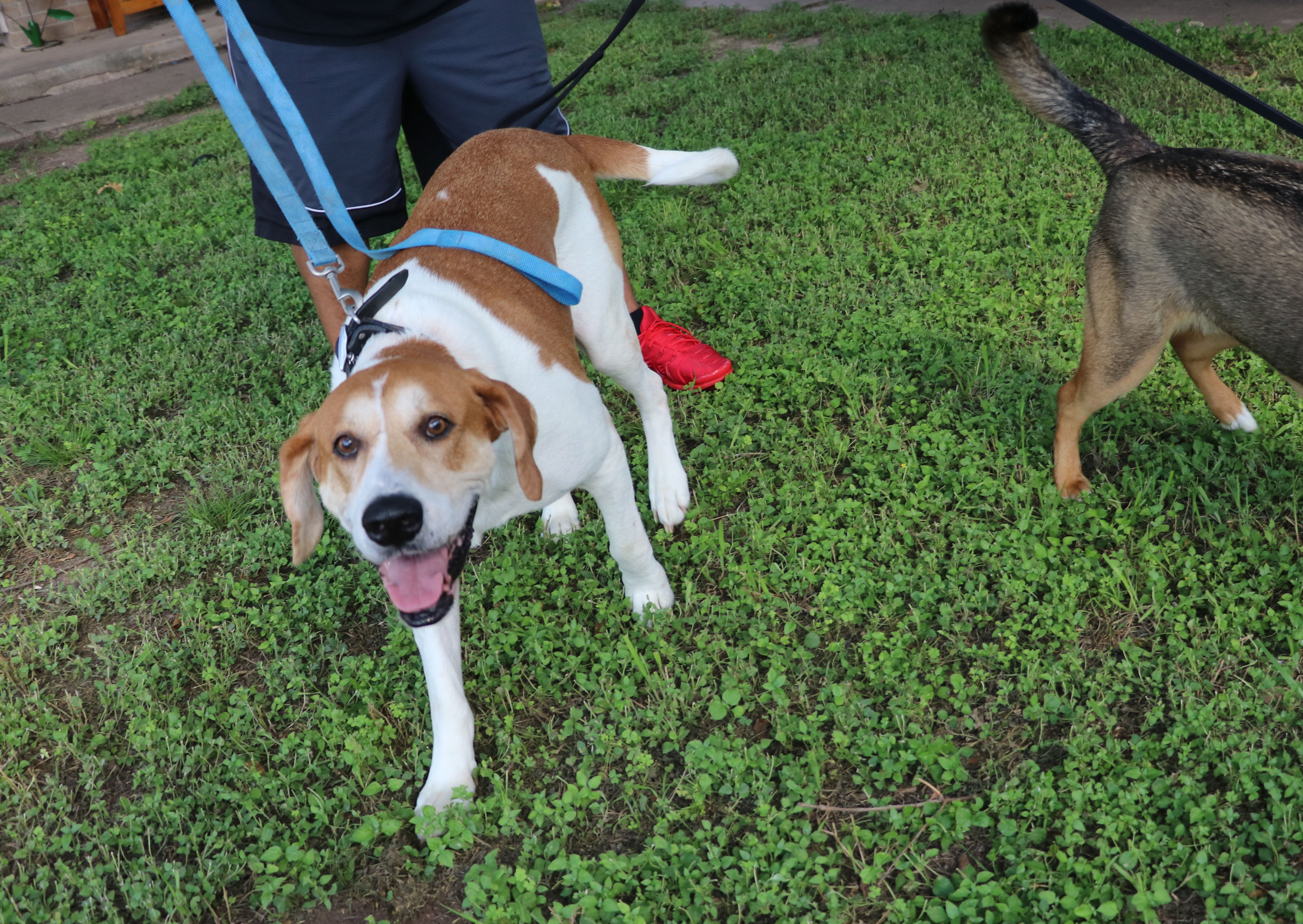 Enlarge Napoleon, a Adoptable mixed breed in Pflugerville, TX image 11/12
