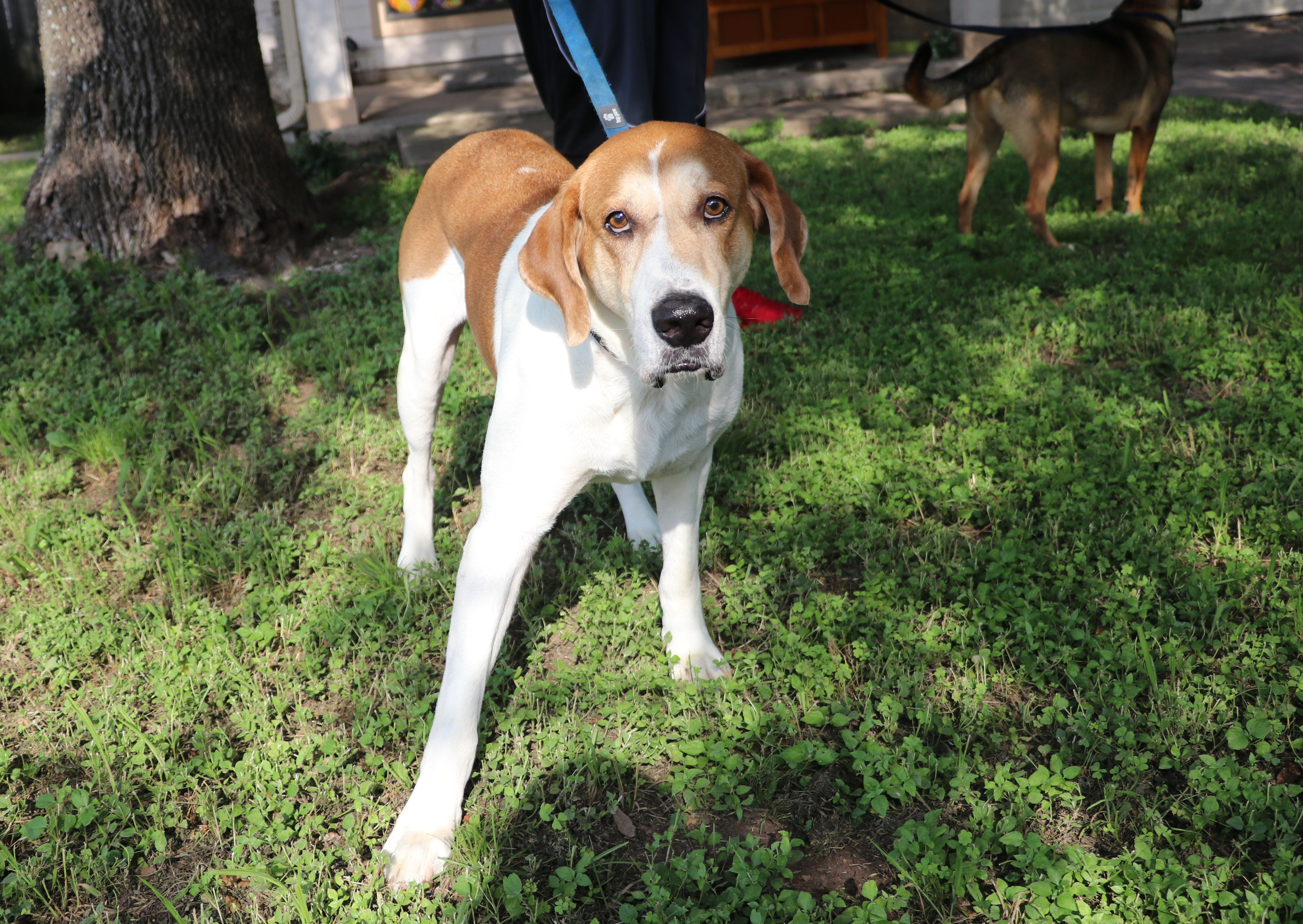 Enlarge Napoleon, a Adoptable mixed breed in Pflugerville, TX image 12/12
