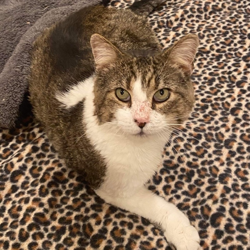 Pigpen , adoptable, Adult Male Domestic Short Hair.