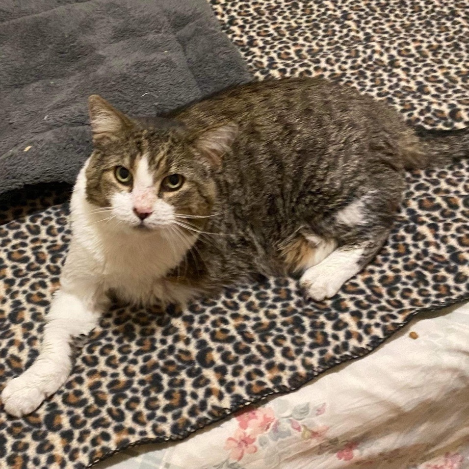 Enlarge Pigpen , an adoptable Domestic Short Hair in Bensalem, PA image 2/5