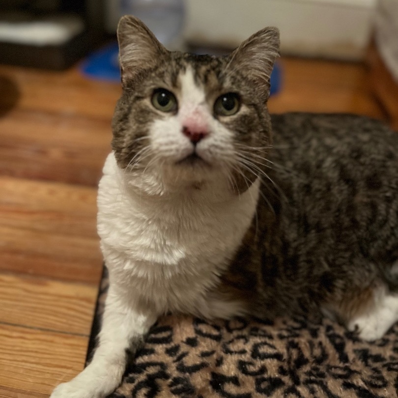 Enlarge Pigpen , an adoptable Domestic Short Hair in Bensalem, PA image 3/5