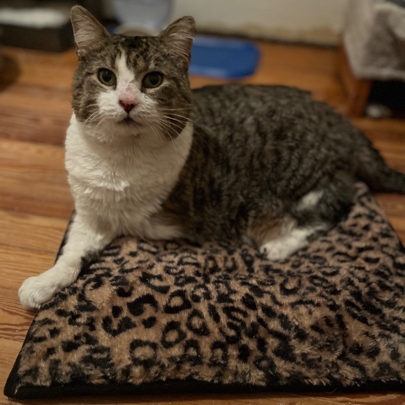 Enlarge Pigpen , an adoptable Domestic Short Hair in Bensalem, PA image 4/5