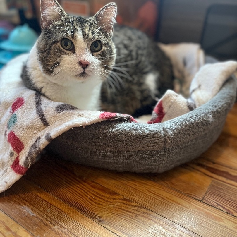 Enlarge Pigpen , an adoptable Domestic Short Hair in Bensalem, PA image 5/5