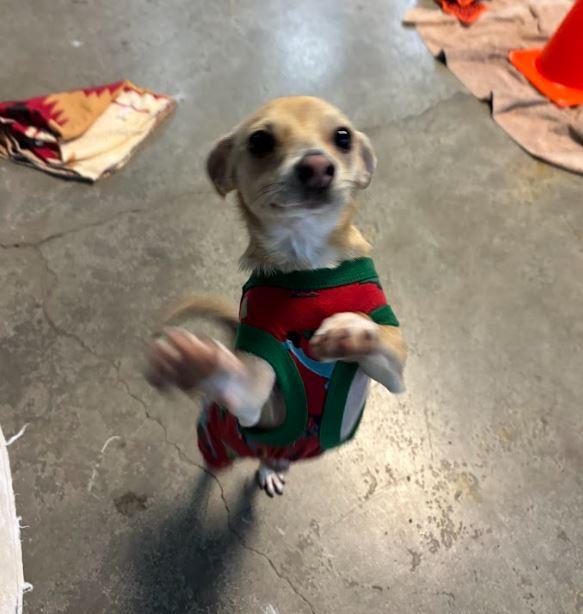 Buddy, Adoptable, Young Male Chihuahua.