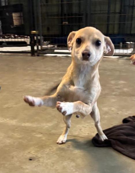 Enlarge Buddy, a Adoptable mixed breed in Mckinleyville, CA image 3/6