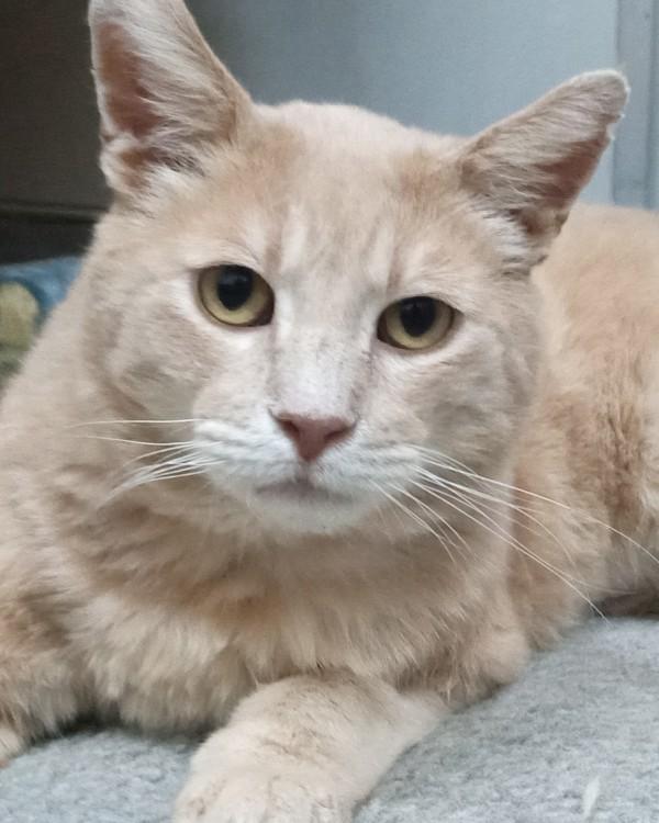 Enlarge King, a Adoptable mixed breed in Novato, CA image 1/2