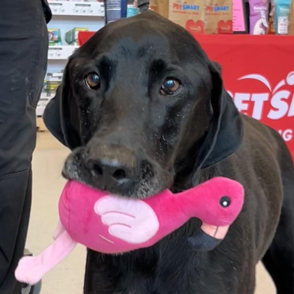 Taz, Adoptable, Senior Male Black Labrador Retriever.