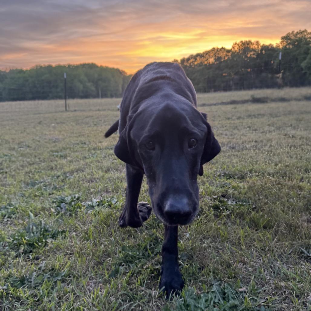 Enlarge Taz, a Adoptable Black Labrador Retriever in Aberdeen, NC image 2/4