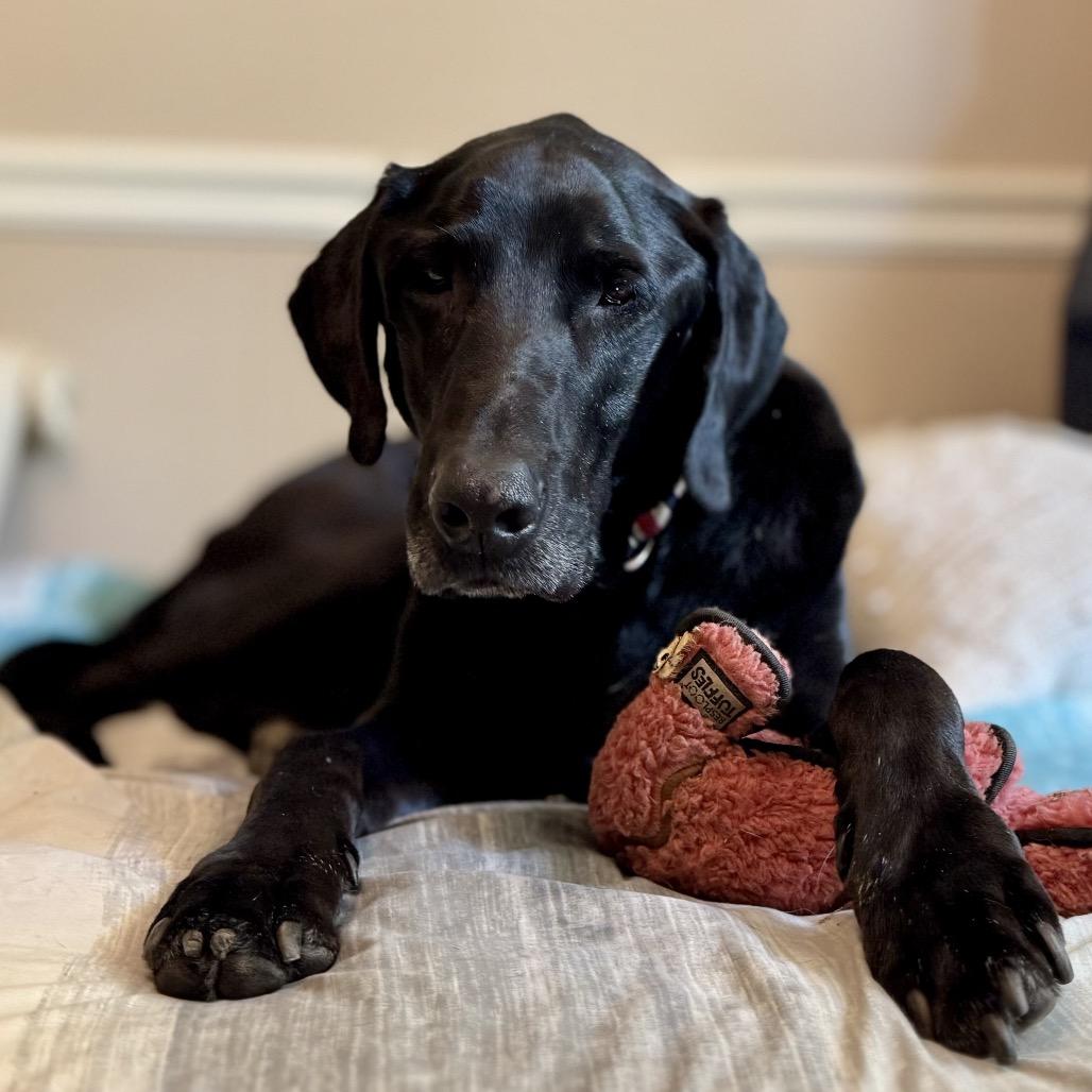 Enlarge Taz, a Adoptable Black Labrador Retriever in Aberdeen, NC image 3/4