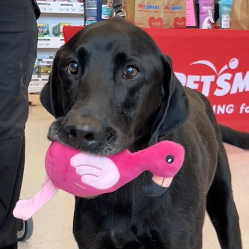 Taz, a Adoptable Black Labrador Retriever in Aberdeen, NC image 5/6