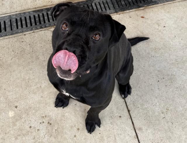 Clyde, a ADOPTABLE mixed breed in Tiffin, OH image 1/6