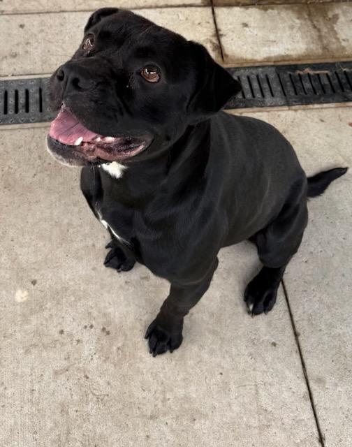 Clyde, a ADOPTABLE mixed breed in Tiffin, OH image 4/6