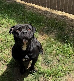 Clyde, a ADOPTABLE mixed breed in Tiffin, OH image 2/6