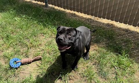 Clyde, a ADOPTABLE mixed breed in Tiffin, OH image 6/6