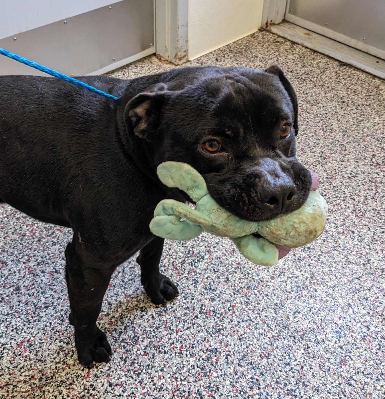 Clyde, a ADOPTABLE mixed breed in Tiffin, OH image 3/6