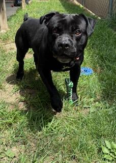 Clyde, a ADOPTABLE mixed breed in Tiffin, OH image 5/6