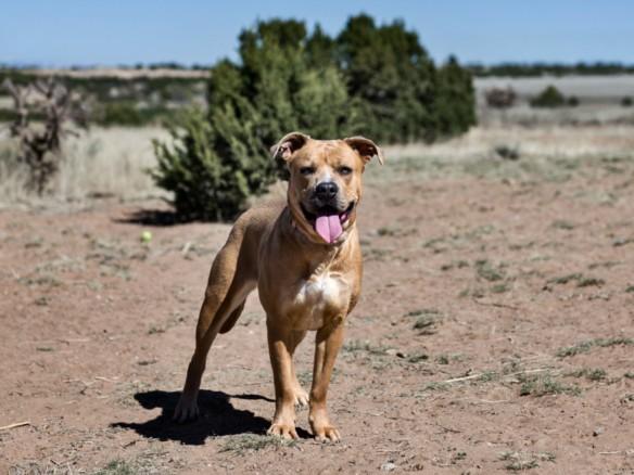 HENRIETTA, Adoptable, Young Female Mixed Breed.
