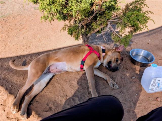 HENRIETTA, Adoptable, Young Female Mixed Breed.