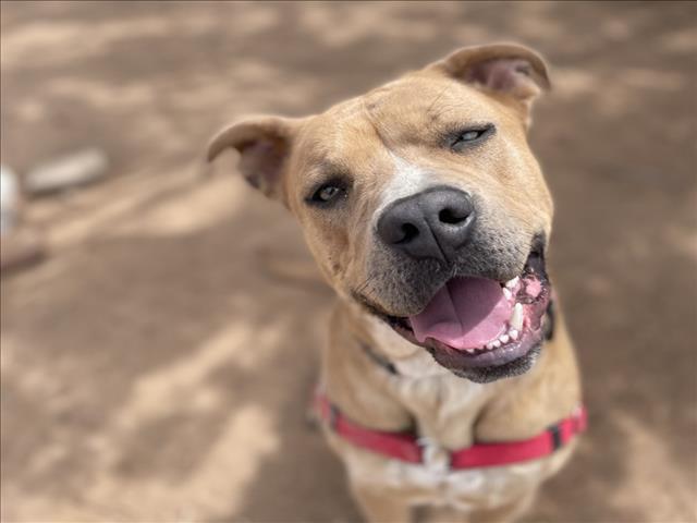 HENRIETTA, Adoptable, Young Female Mixed Breed.