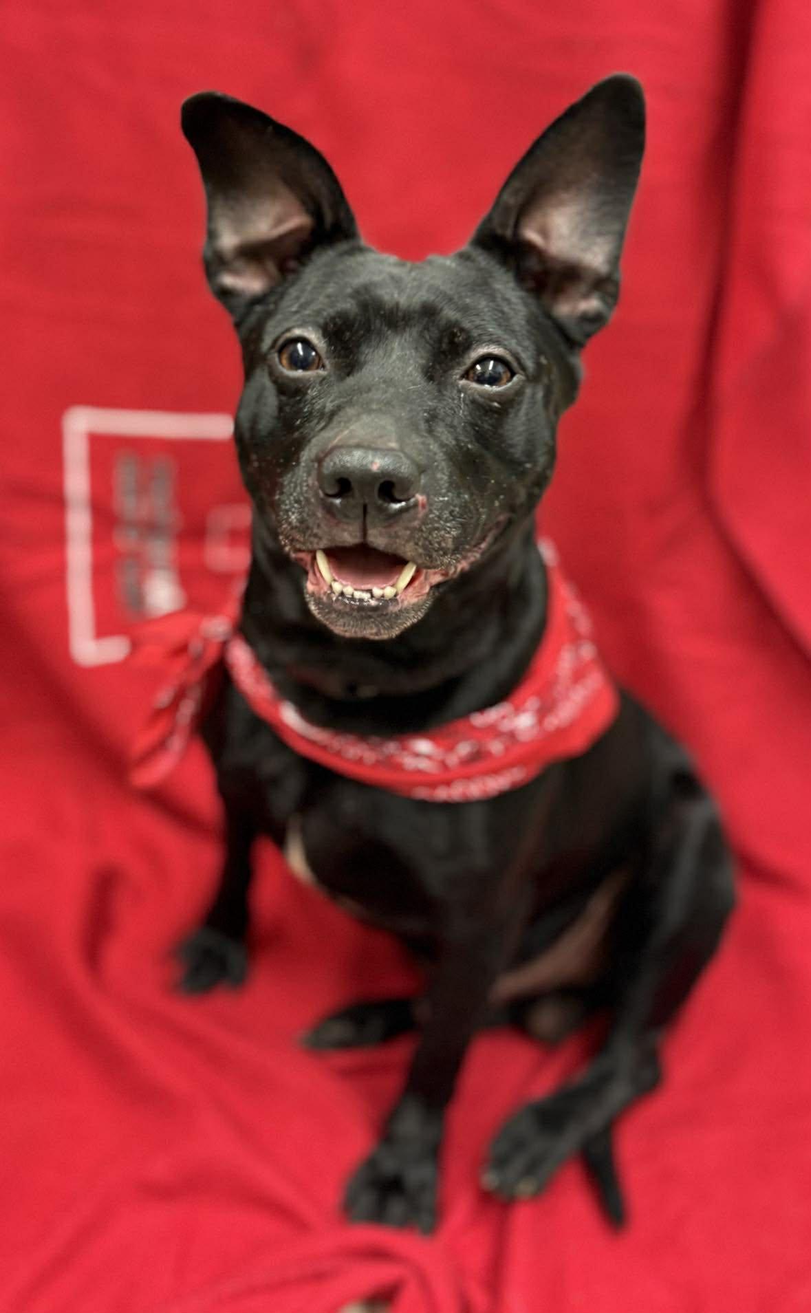 Dingo, ADOPTABLE, Adult Male Terrier & Chihuahua.