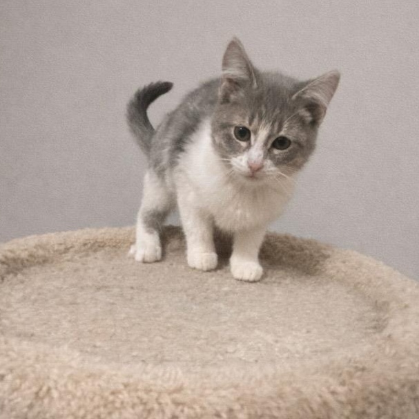 Bella, Adoptable, Kitten Female Russian Blue & Abyssinian.