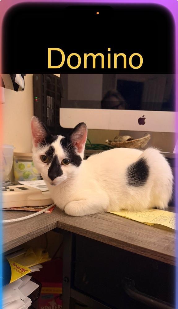 Domino Bonded Pair with Sophie — thumbnail 2