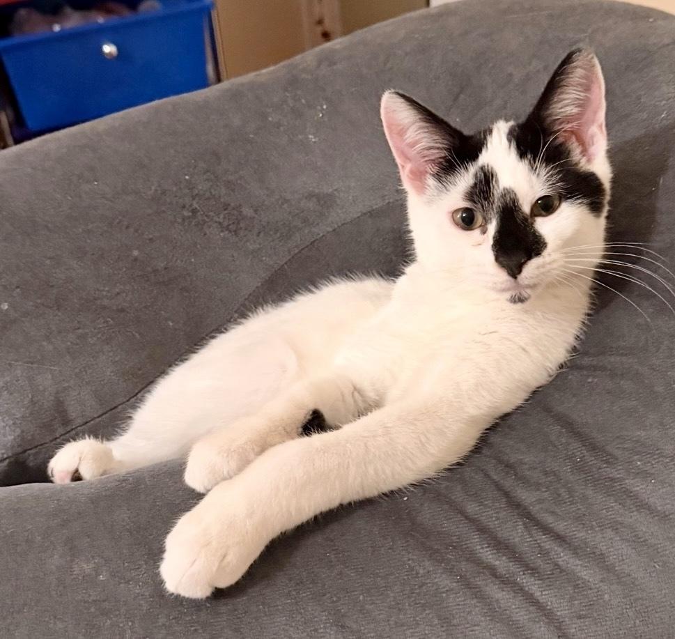 Domino Bonded Pair with Sophie — thumbnail 3