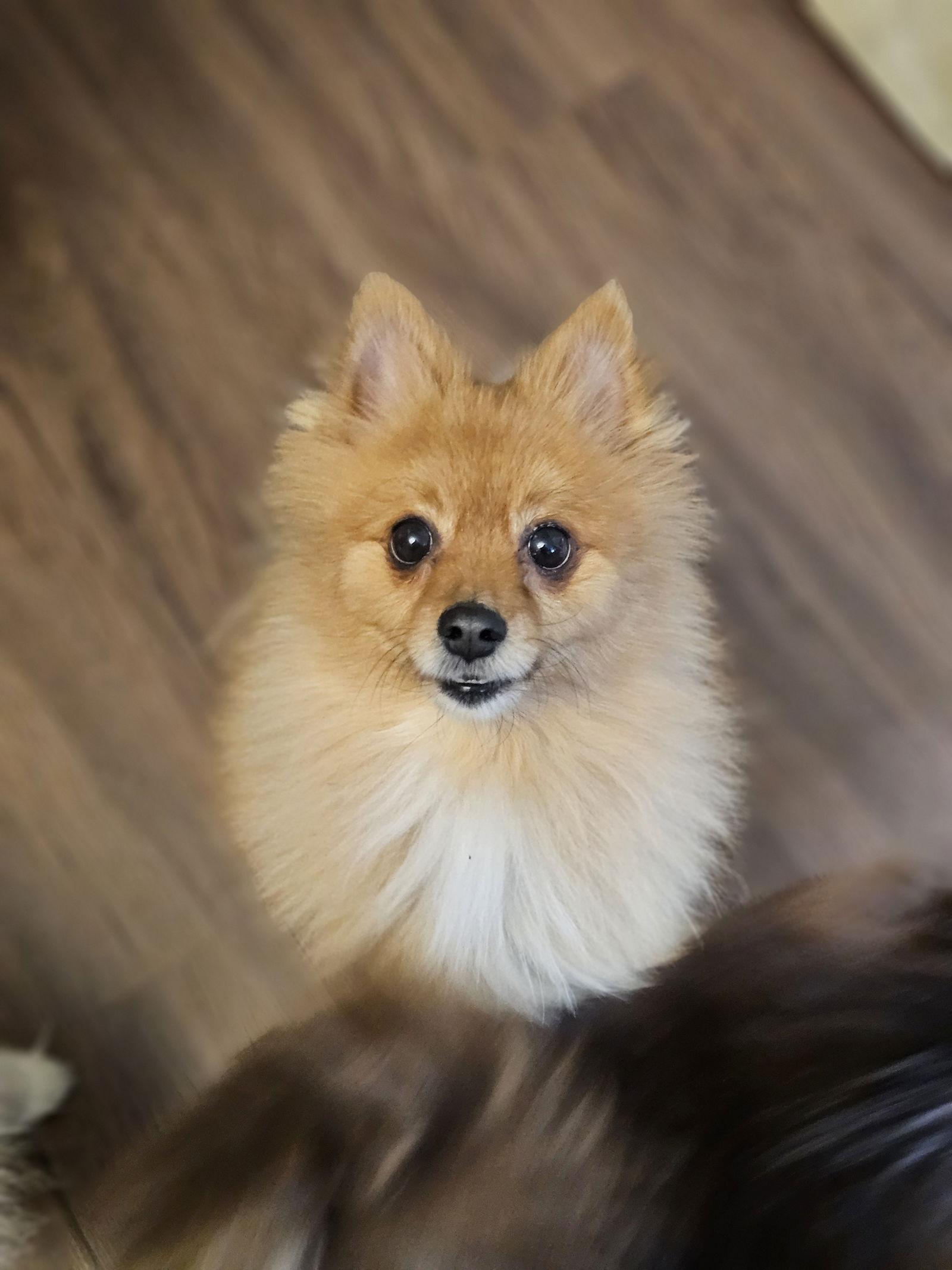 Harry, Adopted, Adult Male Pomeranian.