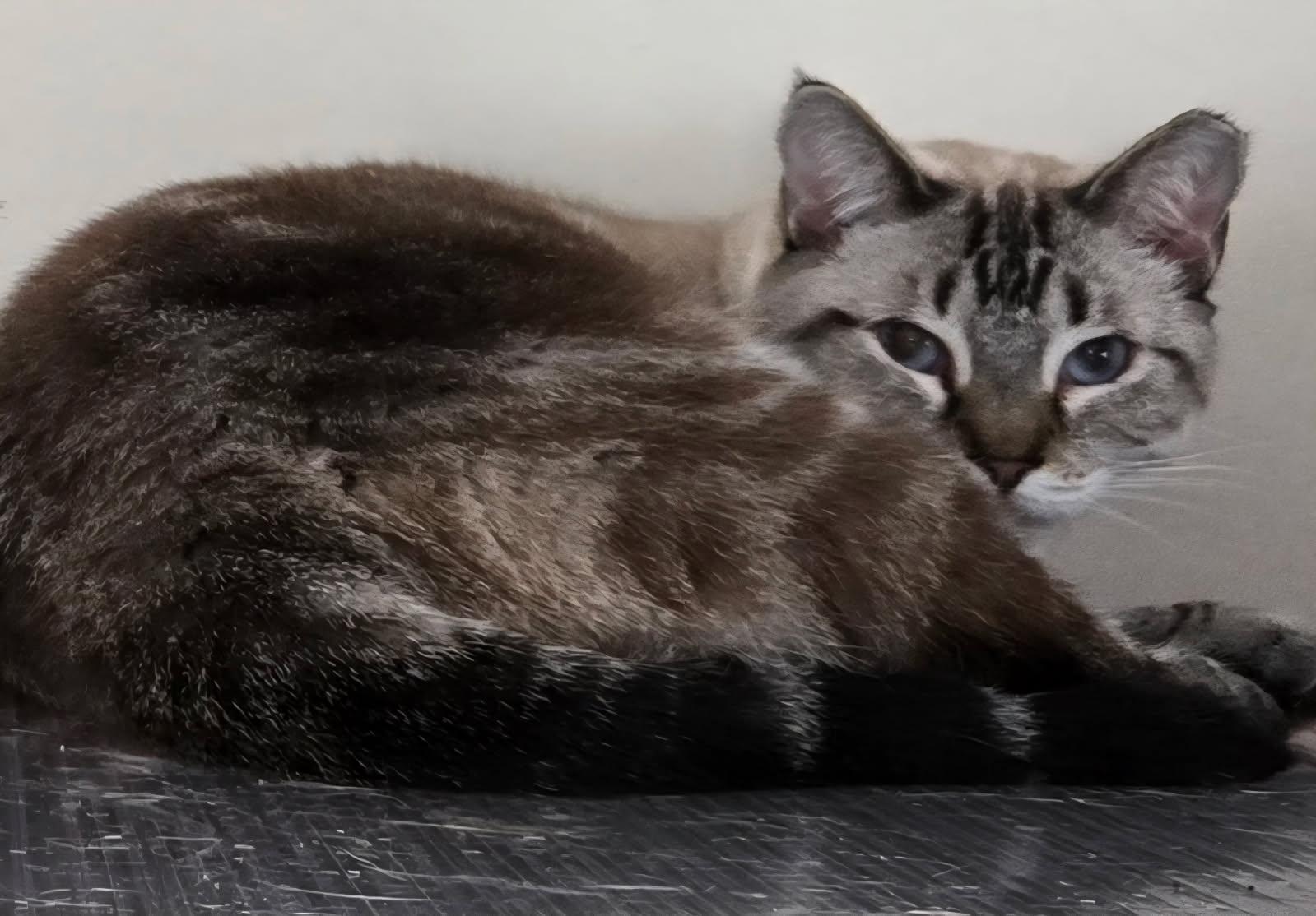 Snowflake, Adoptable, Adult Female Siamese.