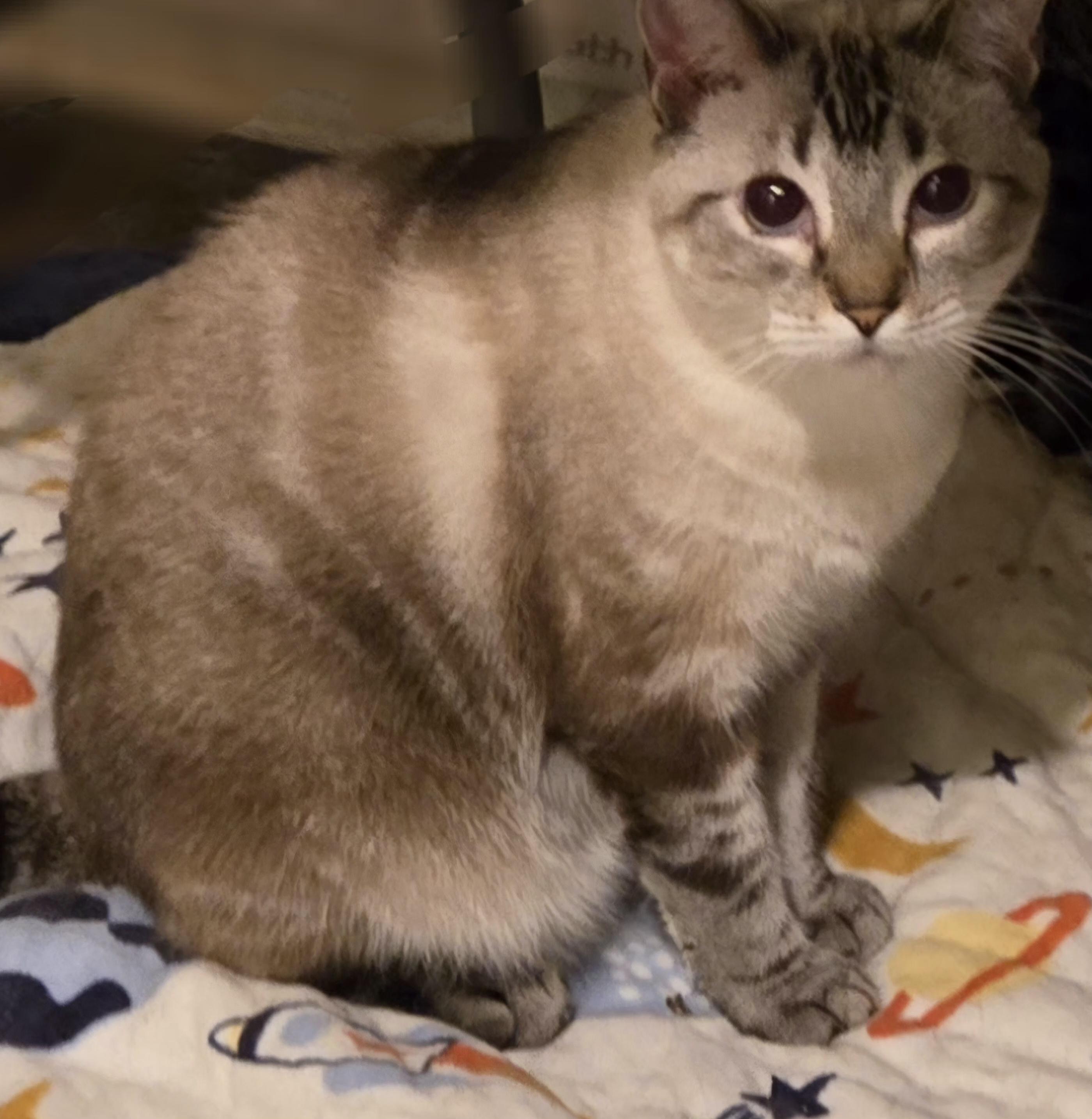 Enlarge Snowflake, a Adoptable Siamese in AUBURNDALE, FL image 2/2
