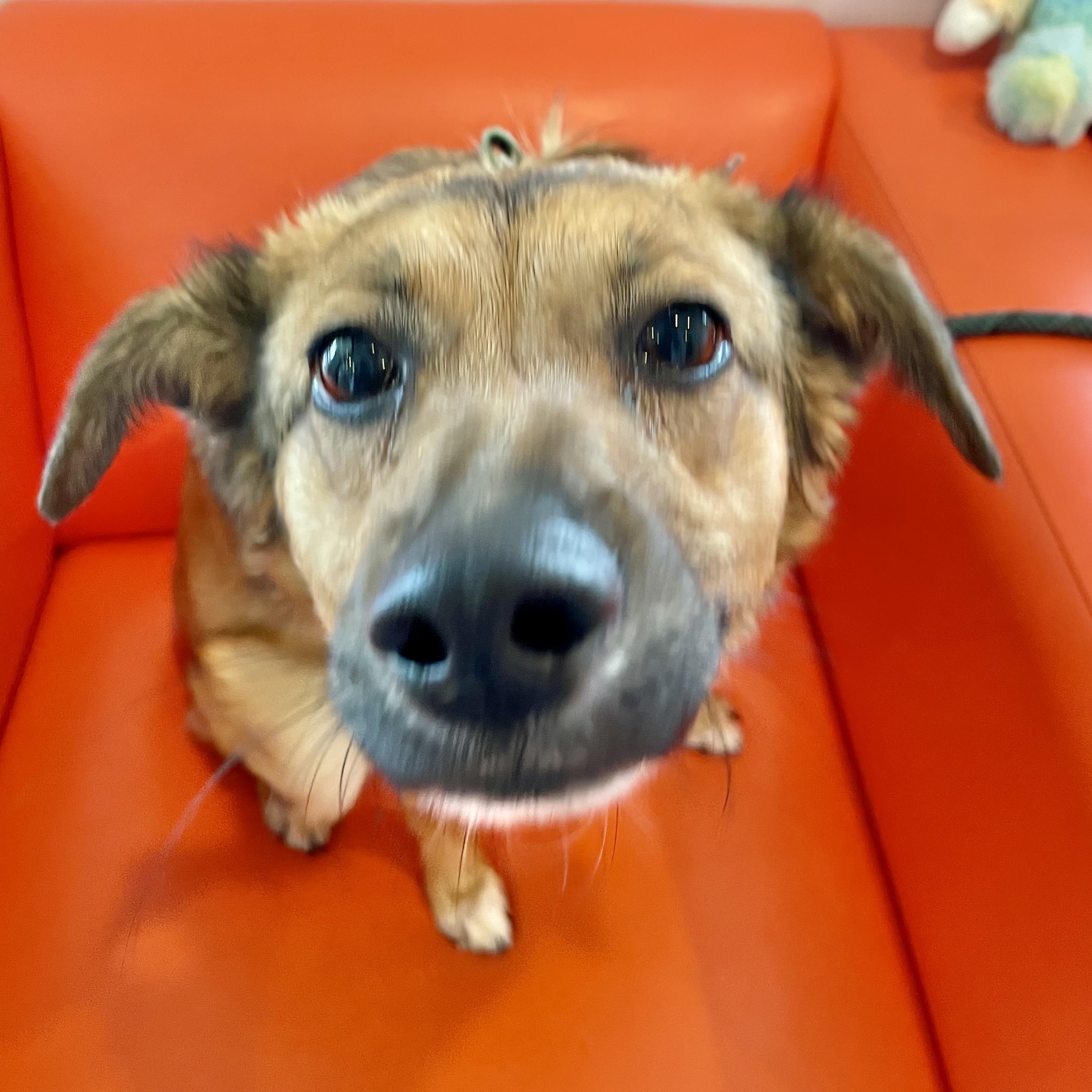 Dog for adoption Brownie, an Australian Shepherd Mix in Albany, NY