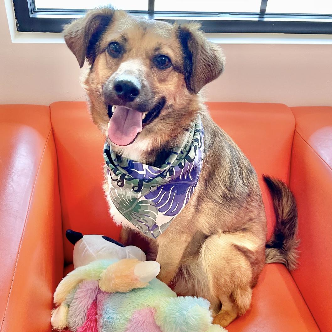 Dog for adoption Brownie, an Australian Shepherd Mix in Albany, NY