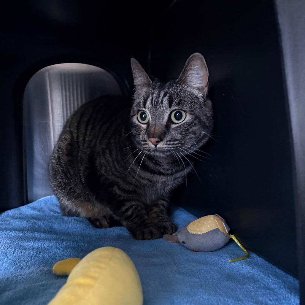 Socks, Adoptable, Adult Female Domestic Short Hair.