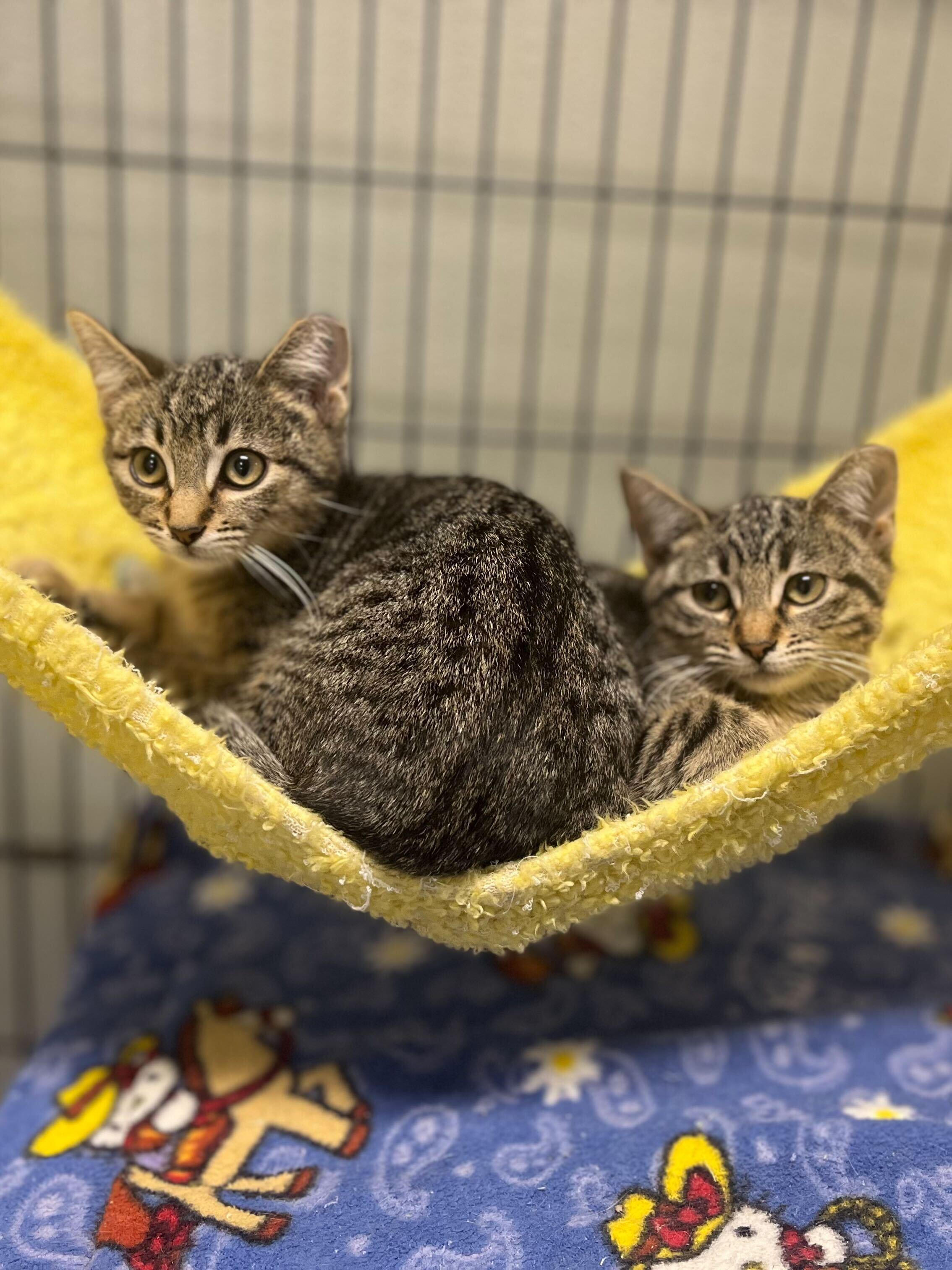 Kaci, Young Female Domestic Short Hair
