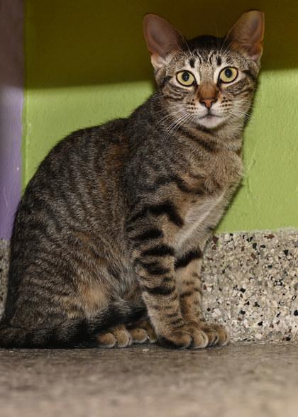 Kaci, Adoptable, Young Female Domestic Short Hair.